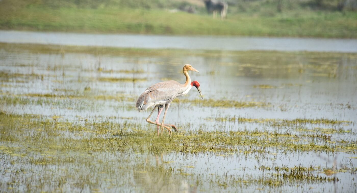 উত্তর ভারতের ৩৫টি জলাভূমি আইনি সুরক্ষা পেল, উপকৃত হবে সারস