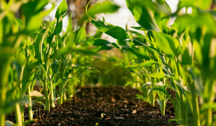Planta jovem num campo