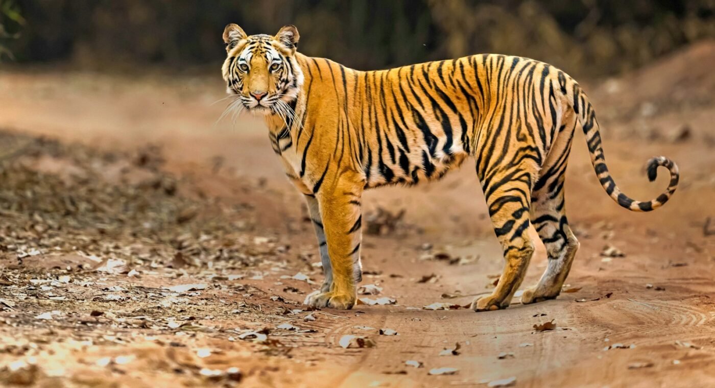 WWF-এর প্রতিবেদনে বাঘ, সিংহ ও ডলফিনের পুনরুদ্ধারে ভারত আদর্শ হিসেবে উঠে এসেছে