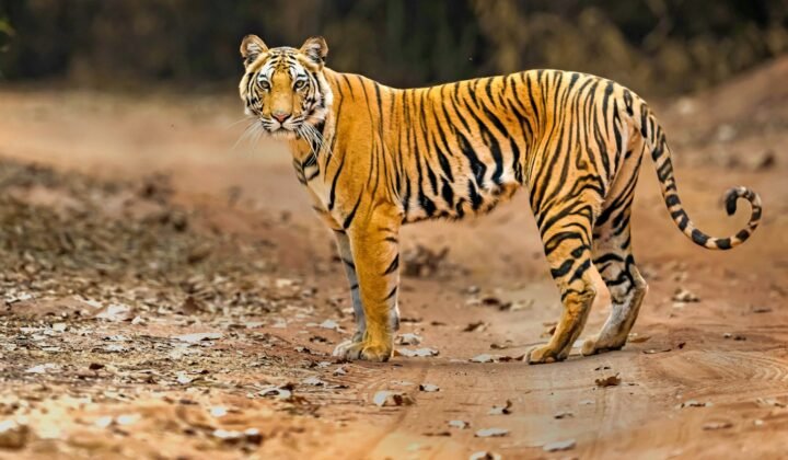 WWF-এর প্রতিবেদনে বাঘ, সিংহ ও ডলফিনের পুনরুদ্ধারে ভারত আদর্শ হিসেবে উঠে এসেছে
