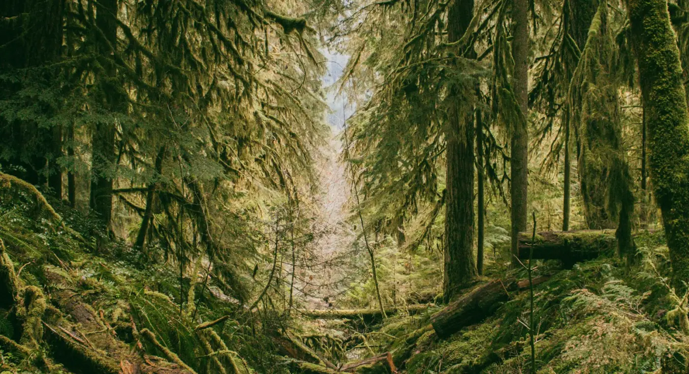 Floresta verde e musgosa