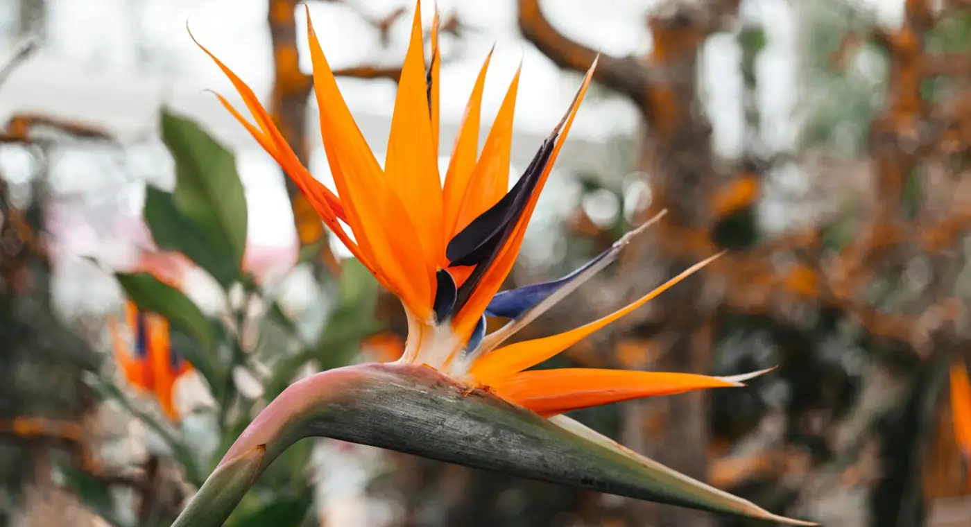 Flor amarela e vermelha