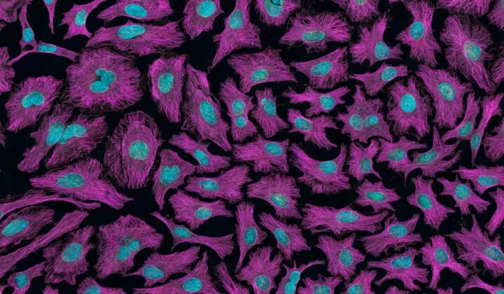 Cientistas indianos usam luz azul para reparar a divisão das células