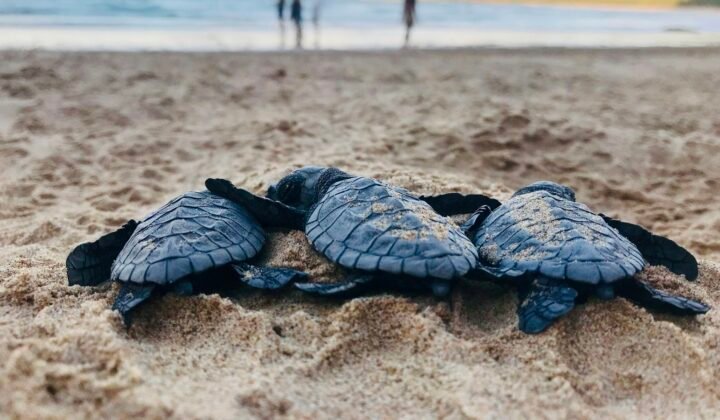 Boa Vista ultrapassa 36 mil ninhos de tartaruga-comum na reta final da época de 2026