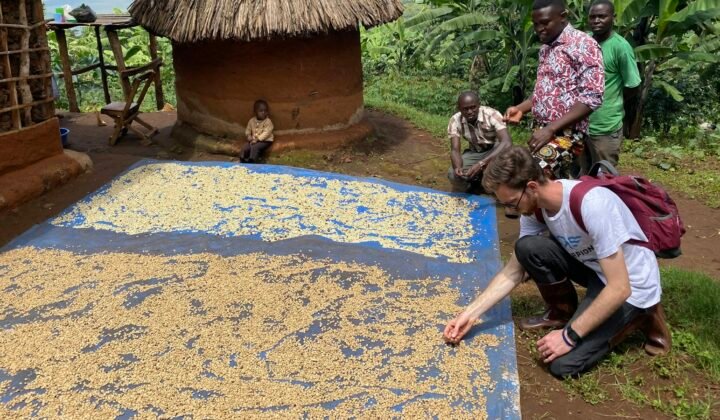 Angonabeiro adiantou 1,5 milhões de dólares a produtores de café angolanos
