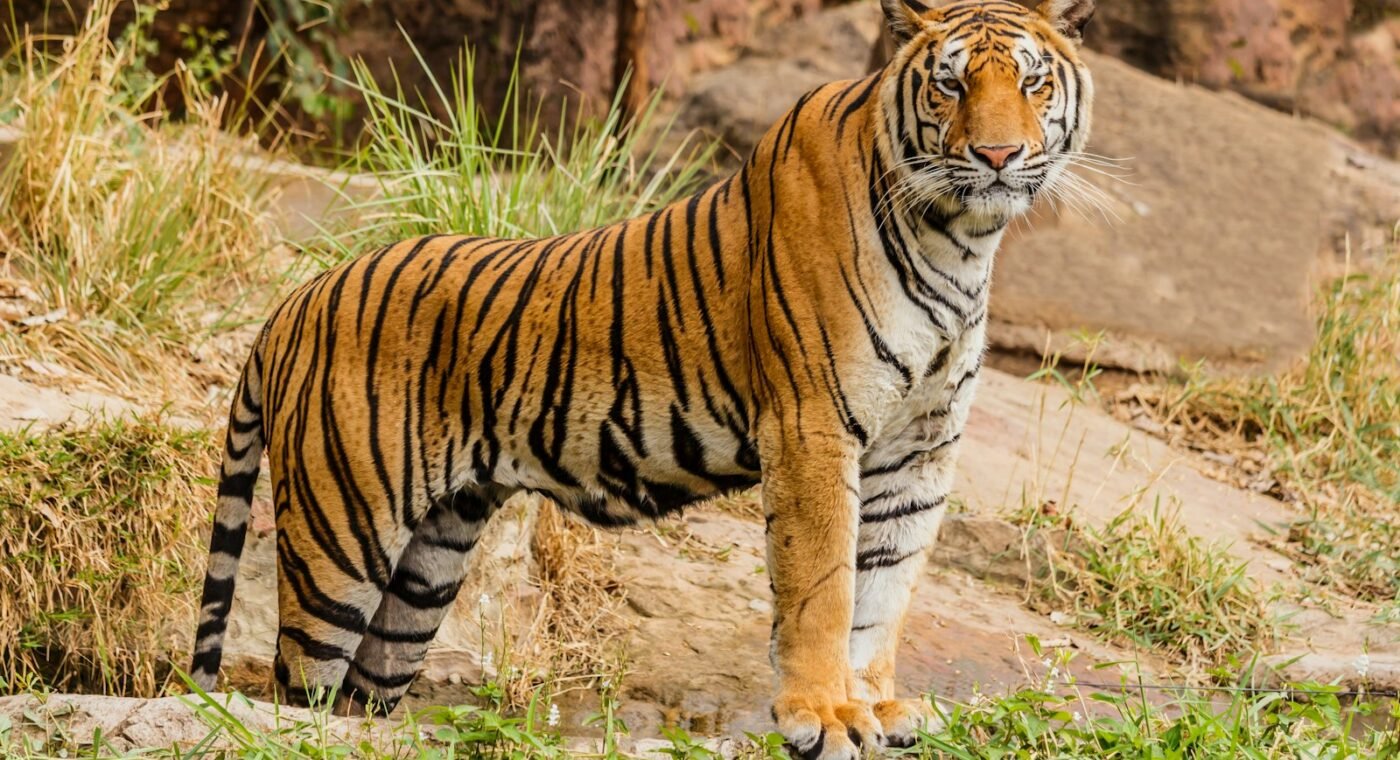 Tigres, atuns e tartarugas: os casos de sucesso que dão esperança à vida selvagem