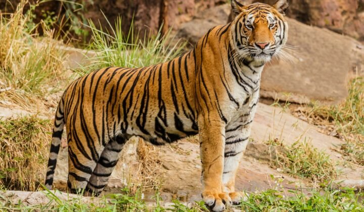 Tigres, atuns e tartarugas: os casos de sucesso que dão esperança à vida selvagem