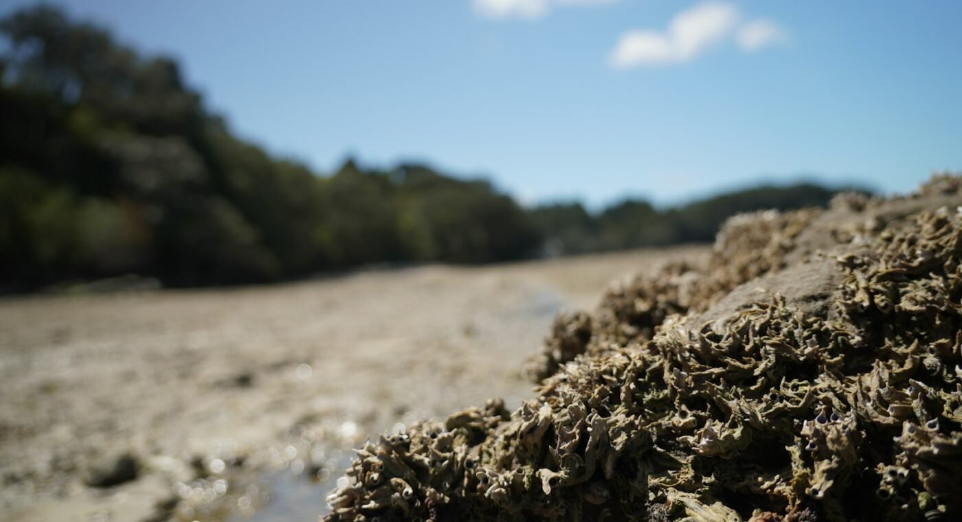 Descobertas duas novas espécies de aranhas-do-mar na costa do Canadá