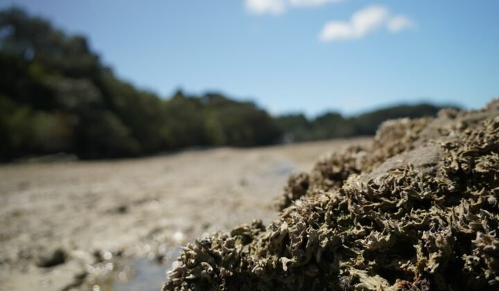 Descobertas duas novas espécies de aranhas-do-mar na costa do Canadá