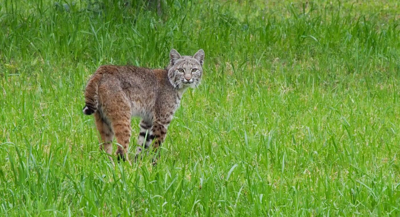 Identificada na Bolívia a primeira nova espécie de felino em mais de um século