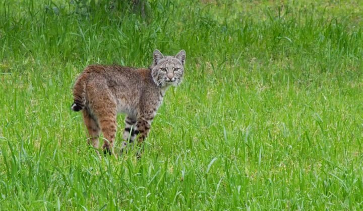 Identificada na Bolívia a primeira nova espécie de felino em mais de um século