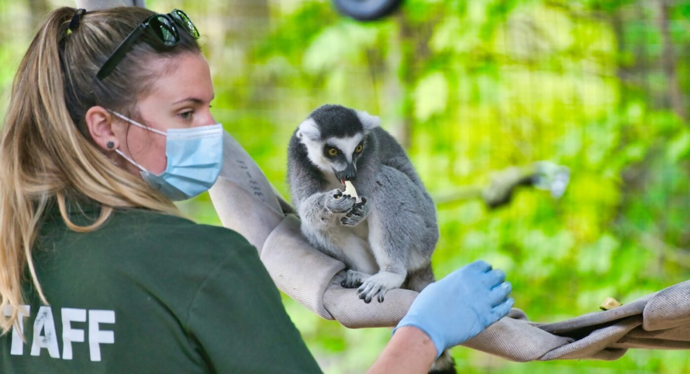 Coreia do Sul devolve à natureza 16 animais selvagens recuperados