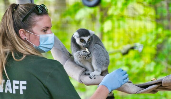Coreia do Sul devolve à natureza 16 animais selvagens recuperados