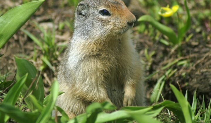 Squirrels hibernate for nine months and wake up without forgetting the way, CNRS study shows