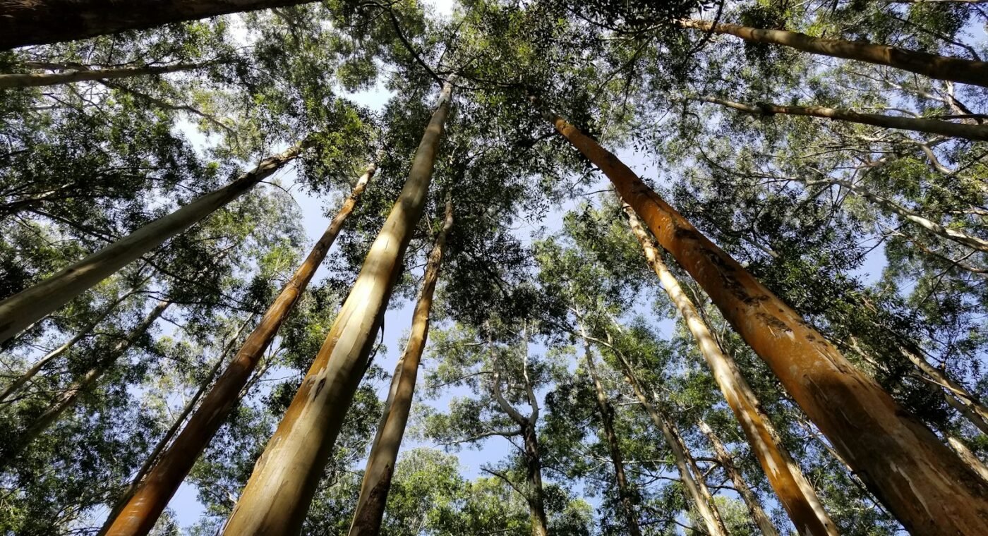 Embrapa torna-se o primeiro centro de referência da FAO para florestas plantadas