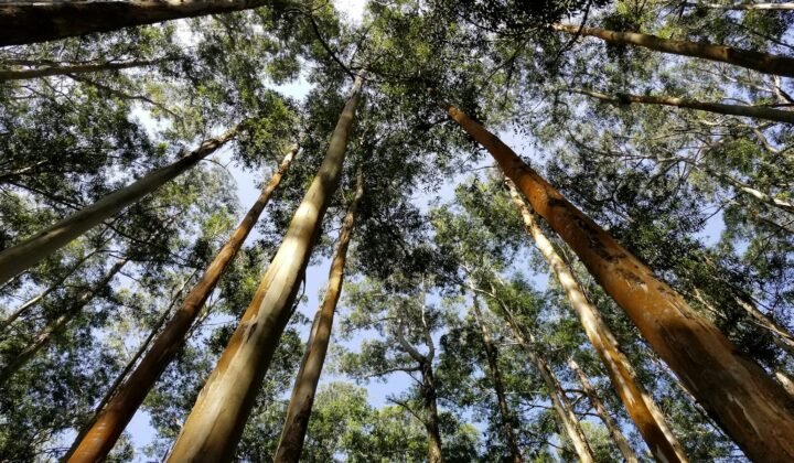 Embrapa torna-se o primeiro centro de referência da FAO para florestas plantadas