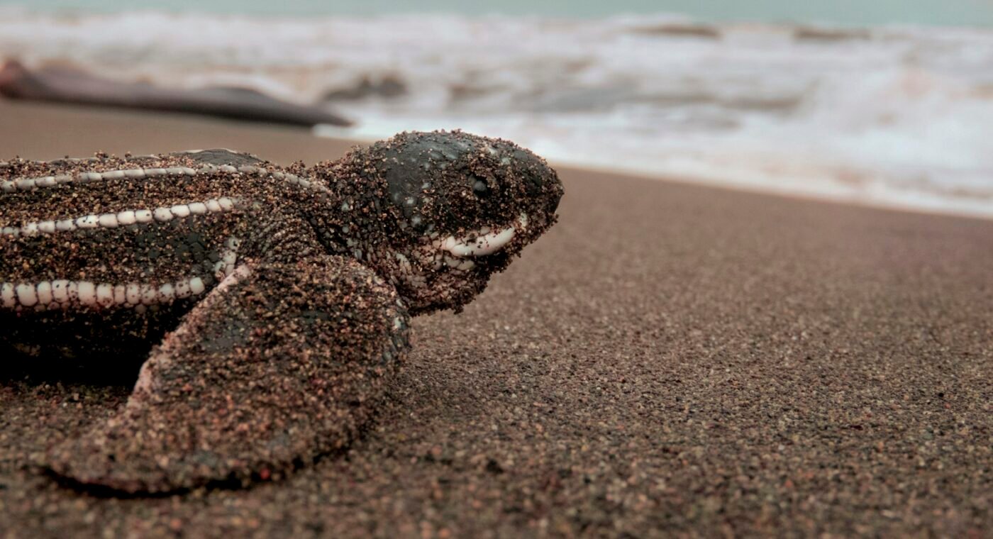Un livre angolais pour enfants sur une tortue luth bénéficie d’une édition bilingue