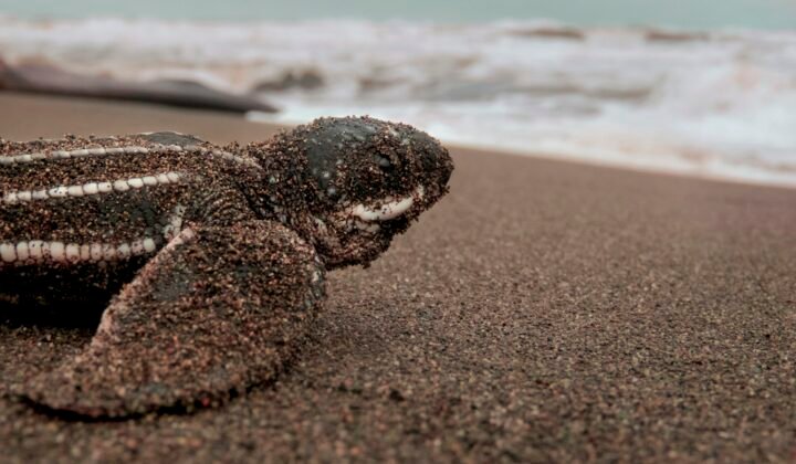 Angolan children’s book about a leatherback turtle gets a bilingual edition