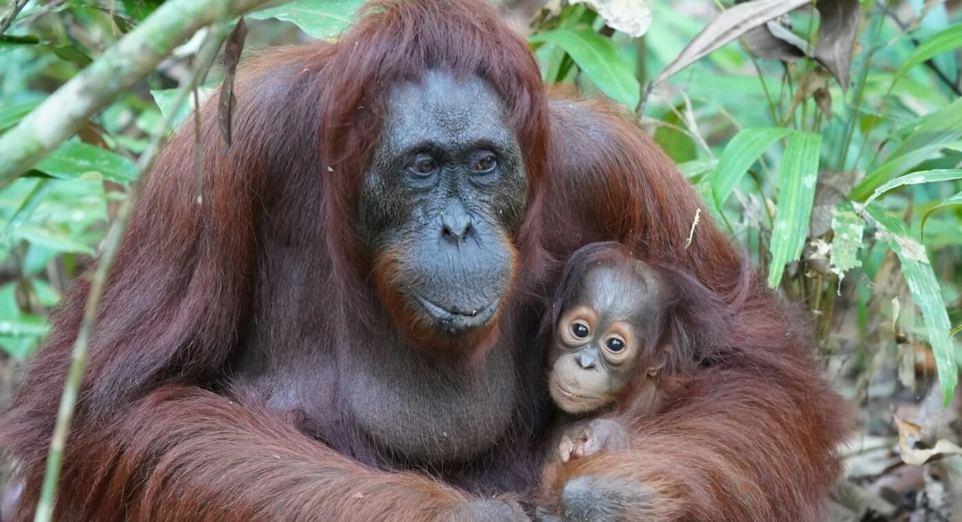 Orangutan mothers make long journeys so their young have someone to play with