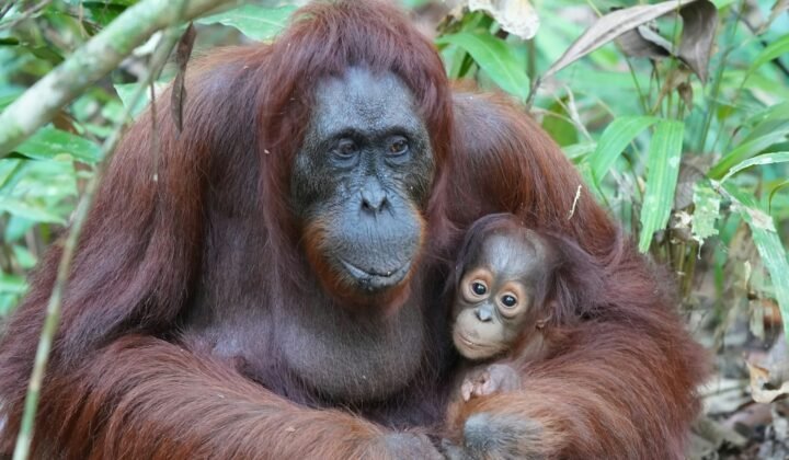 Orangutan mothers make long journeys so their young have someone to play with