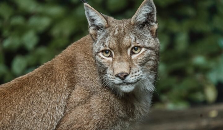 Imagem ilustrativa: Descoberta na Bolívia a primeira nova espécie de gato selvagem em mais de 100 anos