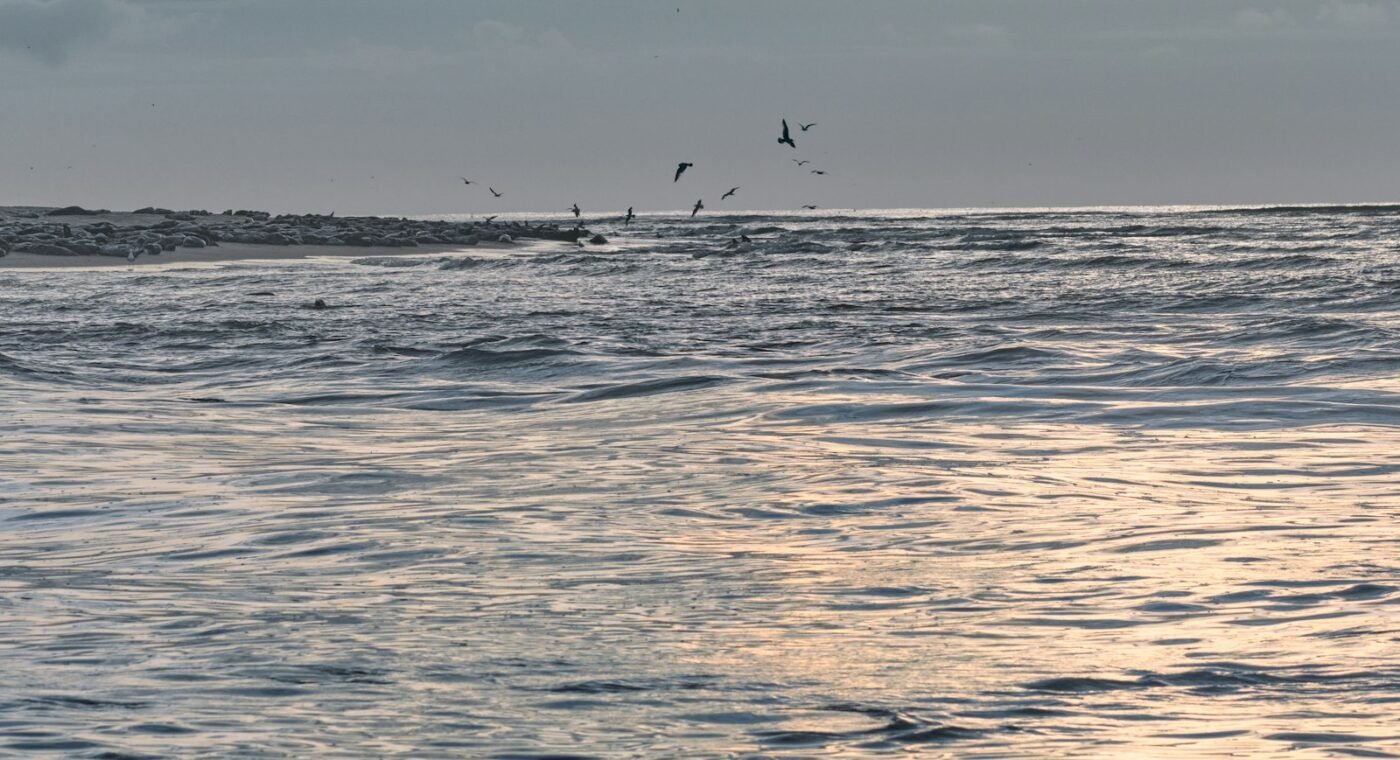 Imagem ilustrativa: Espantalhos flutuantes reduzem para menos de metade as aves marinhas presas em redes de pesca