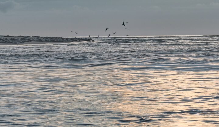 Imagem ilustrativa: Espantalhos flutuantes reduzem para menos de metade as aves marinhas presas em redes de pesca
