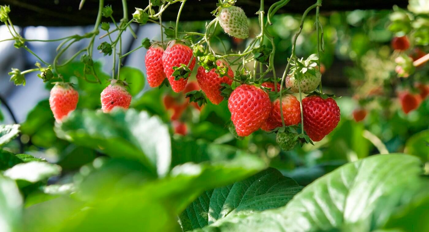 Imagem ilustrativa: «Armadura» para plantas triplica a produção de morangos