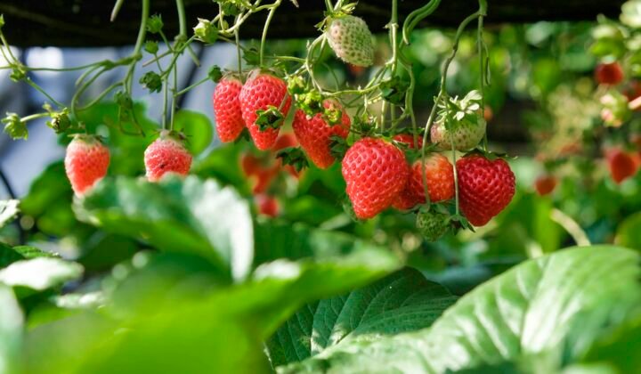 Imagem ilustrativa: «Armadura» para plantas triplica a produção de morangos