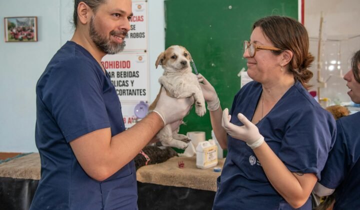 Imagem ilustrativa: Chile é o primeiro país da América do Sul a eliminar a raiva transmitida por cães