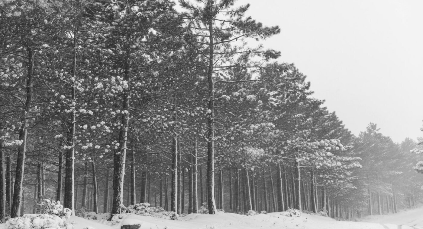 La Turquie étend ses forêts de protection à près de 260 000 hectares