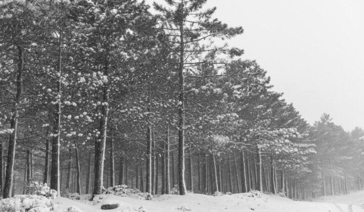 Türkiye expands its protection forests to nearly 260,000 hectares