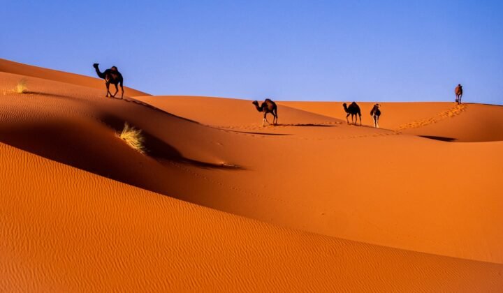 Zayed National Museum prepares an exhibition on 7,000 years of camel history