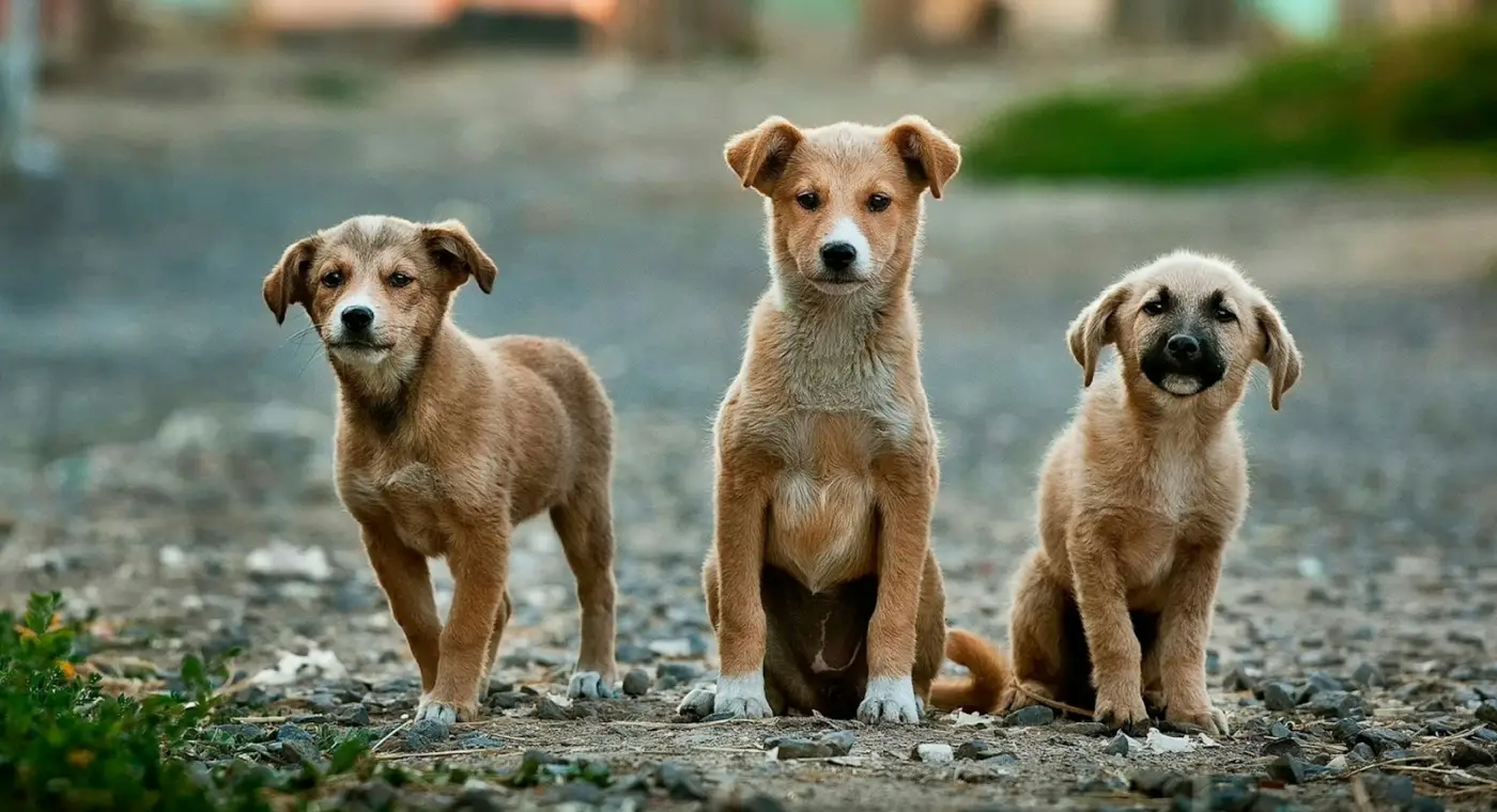 Nepal brings together human, animal and environmental health to end rabies deaths by 2030