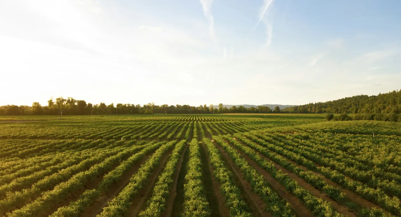 Culturas agrícolas ao pôr do sol