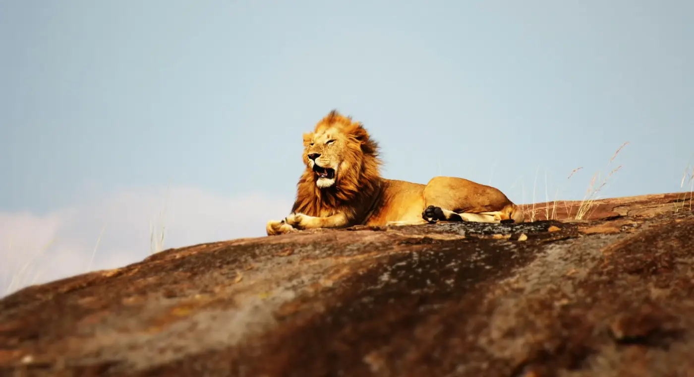 From lion collars to wild honey: Leiden research that helps protect nature