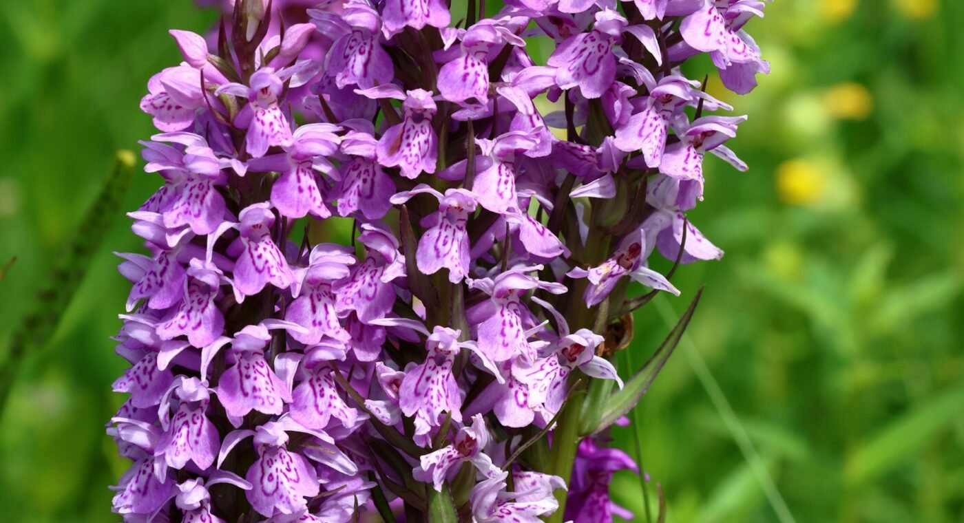 Hundreds of rare orchids find new homes in Telemark