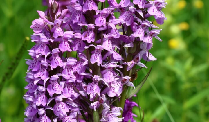 Hundreds of rare orchids find new homes in Telemark