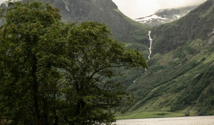 Norwegian technology aims to improve grazing, animal welfare and biodiversity