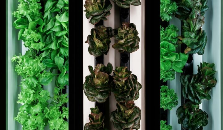 Norwegian robot grows and packs food all year round