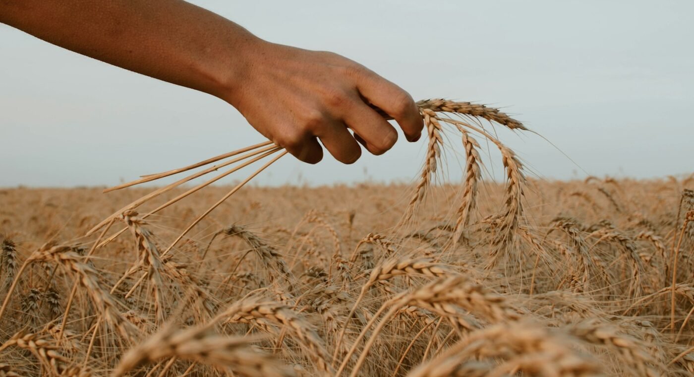 On World Food Day, the Pope calls for innovation to help end hunger