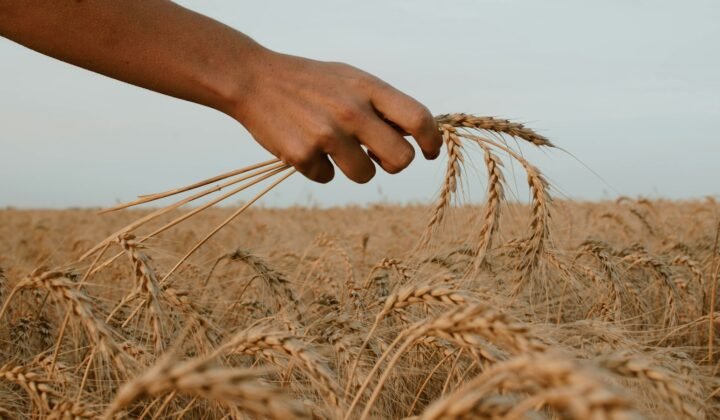 विश्व खाद्य दिवस पर पोप ने कहा, नवाचार भूख खत्म करने में मदद करे