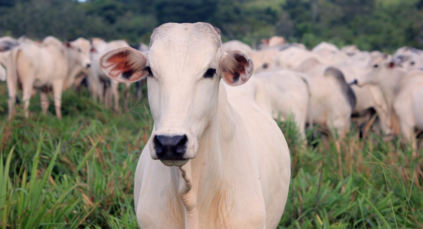 Des pâturages bien gérés stockent 60 tonnes de carbone de plus par hectare, selon l’Embrapa