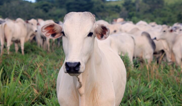 Des pâturages bien gérés stockent 60 tonnes de carbone de plus par hectare, selon l’Embrapa