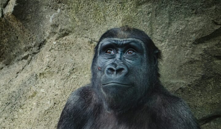 Rwanda vaccinates dogs and trains 400 people to protect villages and gorillas from rabies