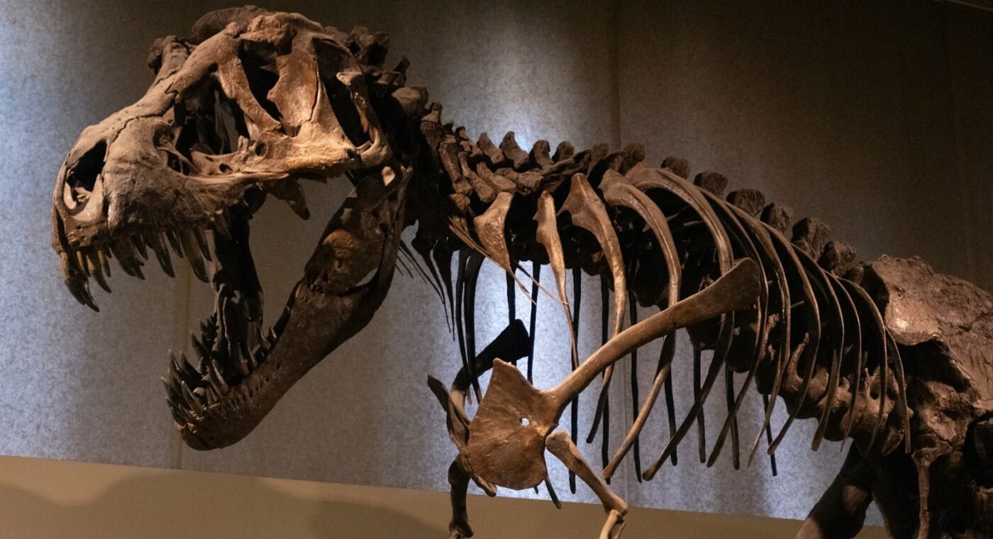 Fóssil no Canadá mostra pela primeira vez um pequeno raptor a alimentar-se de um tiranossauro