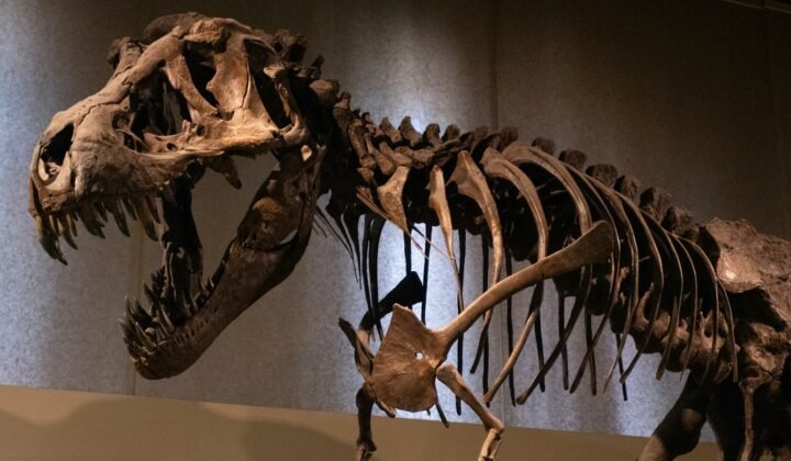 Fóssil no Canadá mostra pela primeira vez um pequeno raptor a alimentar-se de um tiranossauro