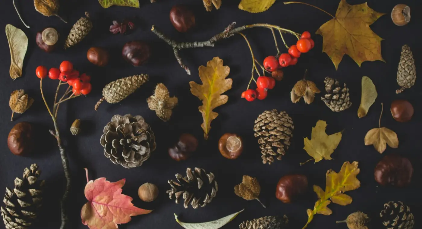 Le Jardin botanique de Bucarest ouvre la 18e édition des « Couleurs de l'automne » avec fruits et graines