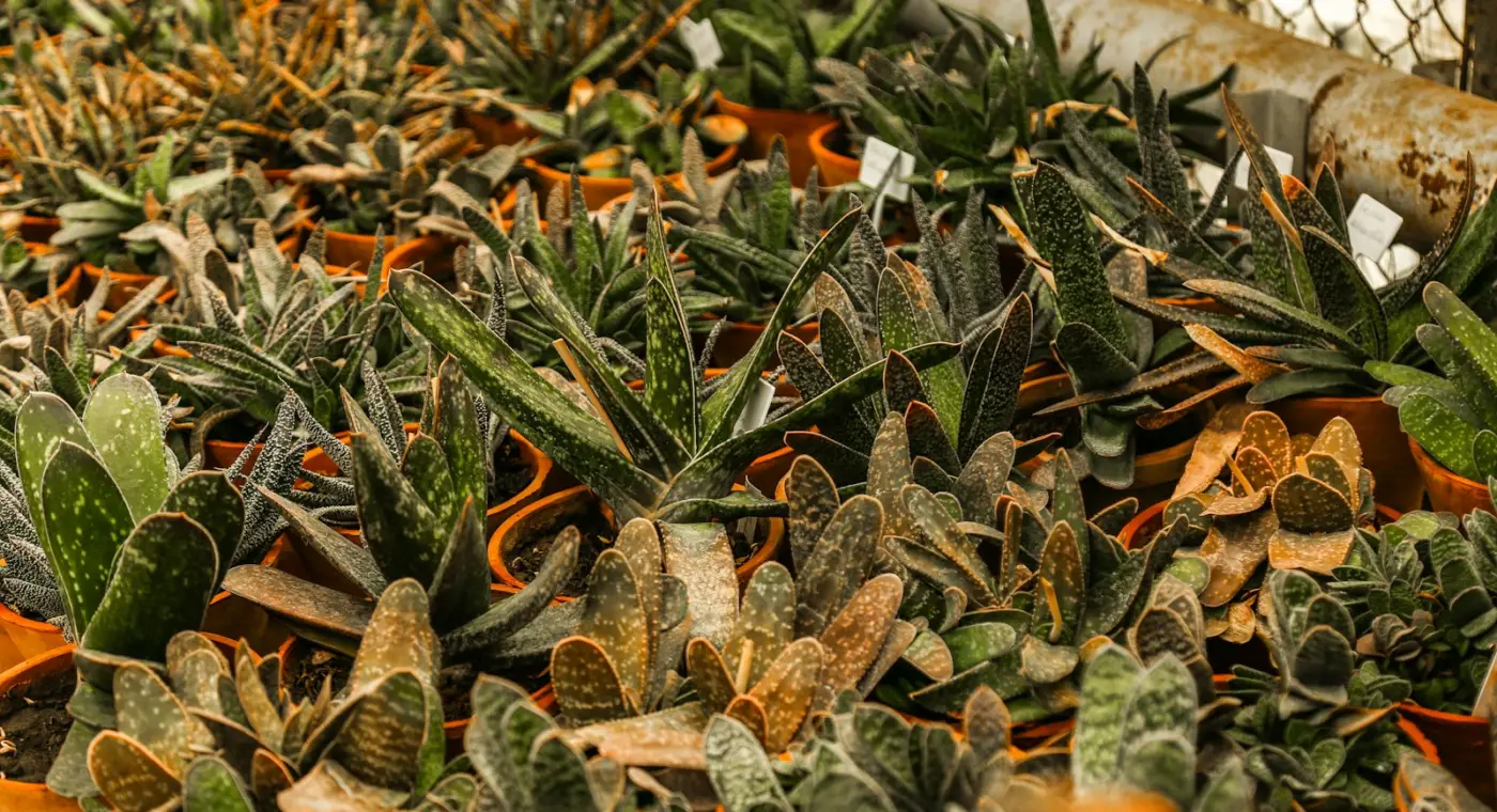 More than 2,500 pupils visited Bucharest's Botanical Garden during 'Green Week'