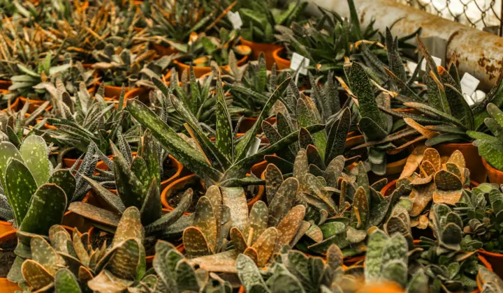 Mais de 2.500 alunos visitaram o Jardim Botânico de Bucareste na «Semana Verde»